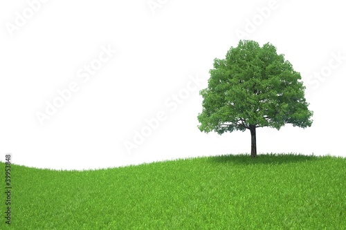 tree growing on a green meadow isolated on white background