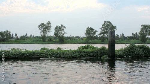 water hyacinth flow on river