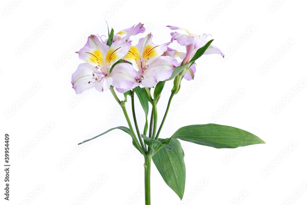 Flower On White Flower On White