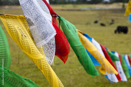 Cuadro en lienzo Tibet prayer flags