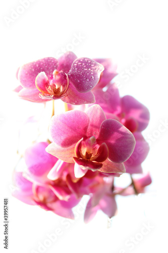 Fototapeta Naklejka Na Ścianę i Meble -  Orchidee Blume