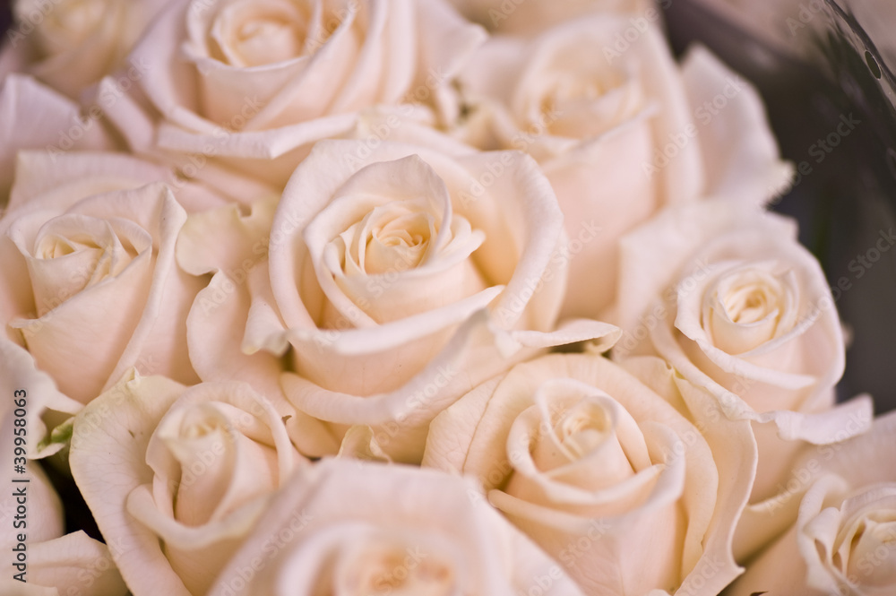 roses blanches roses blanches