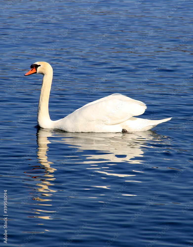 Obraz premium cygne