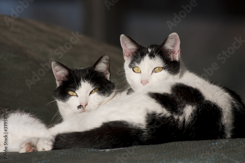 Photography cats in a relaxation