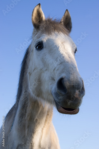 Portrait of grey horse