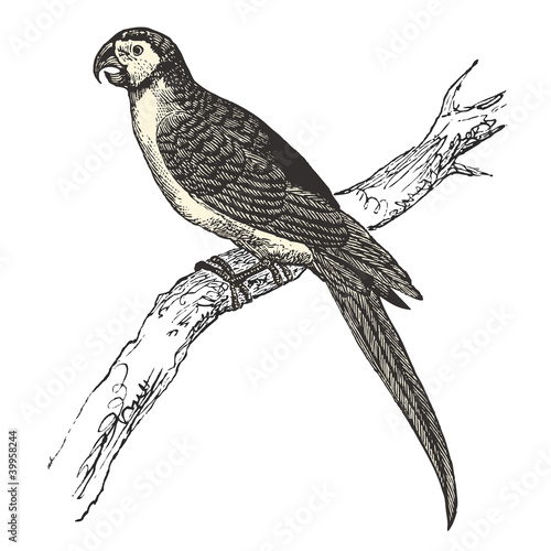 Perroquet Ara (Ara ararauna)