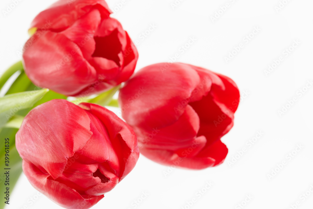 Three red tulips on a white background