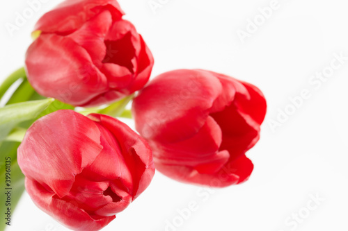 Three red tulips on a white background