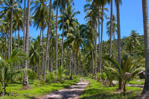 Ground road in jungle   Thailand .