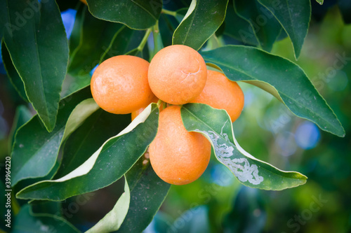 orange tree