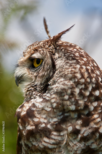 Cape Eagle Owl