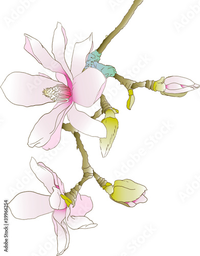 Magnolien