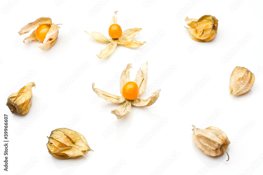 physalis isolated on white