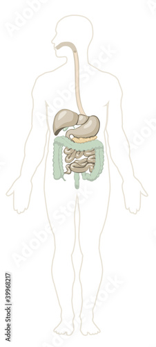 Vector illustration of human digestive system. Separate layers.