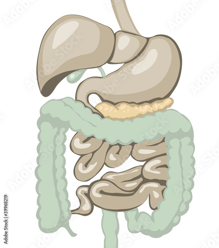 Vector illustration of digestive system. Separate layers.