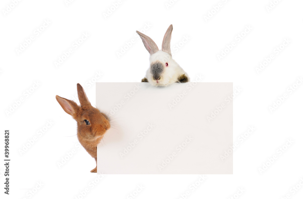 Fototapeta premium Rabbit