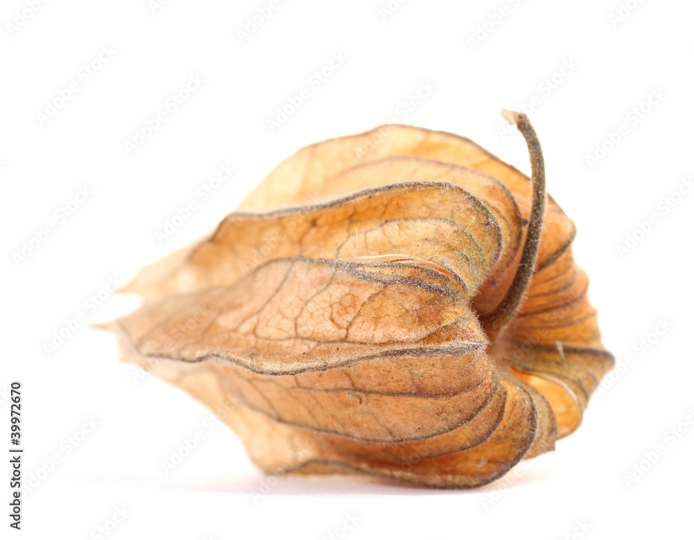 Physalis isolated on white Physalis isolated on white