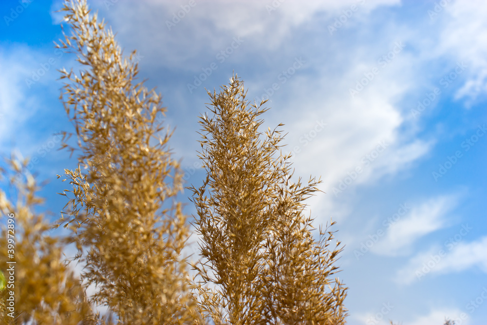 Dry reed grass with blue sky as background Dry reed grass with blue sky as background