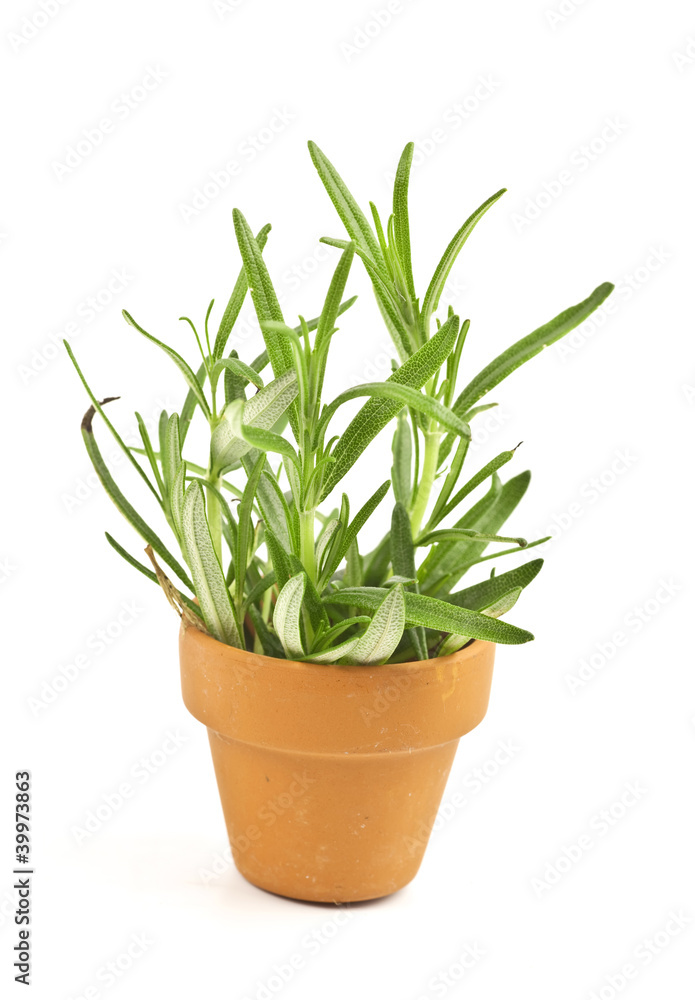 Fresh Rosemary Fresh Rosemary