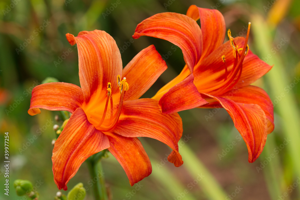 Orange Lily in Prince Edward Island Orange Lily in Prince Edward Island