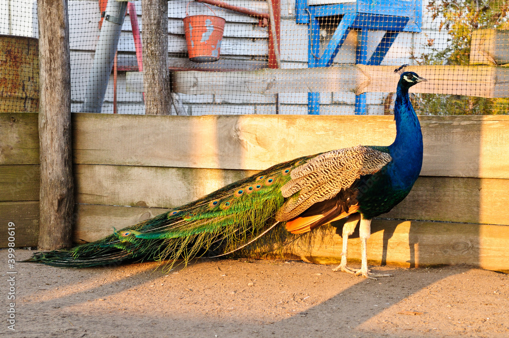 Naklejka premium male Indian peacock walking