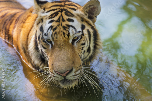 Fototapeta Naklejka Na Ścianę i Meble -  Tigers Head
