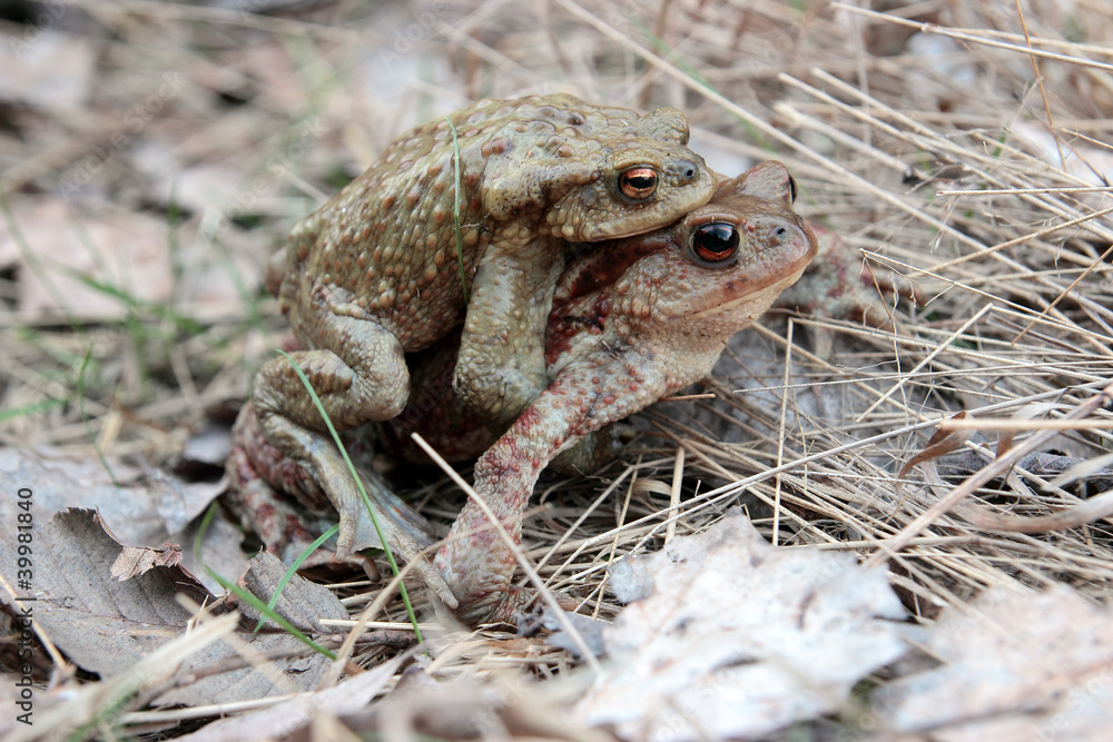 Fototapeta premium toads