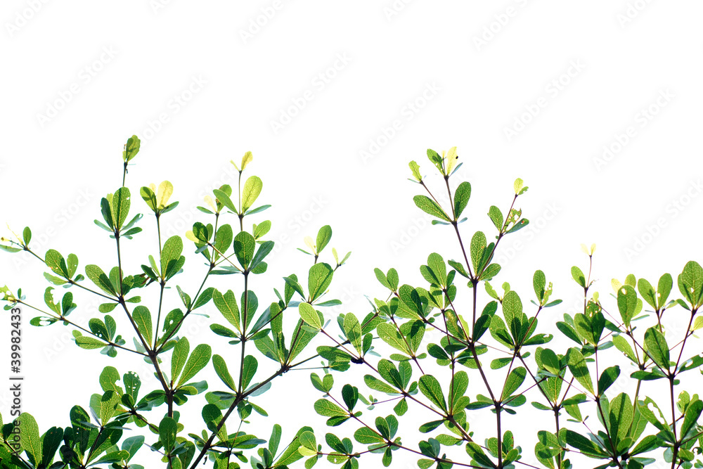 Tree isolated ,Green leave background texture Tree isolated ,Green leave background texture