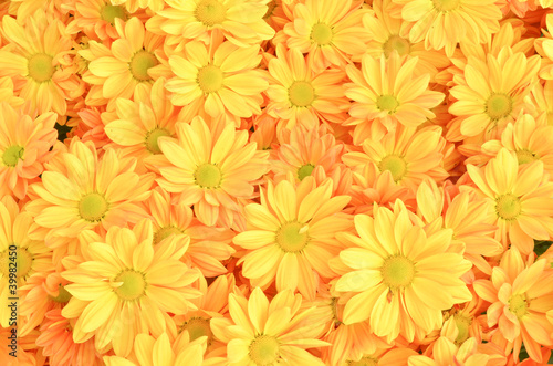 Yellow Chrysanthemum flowers background