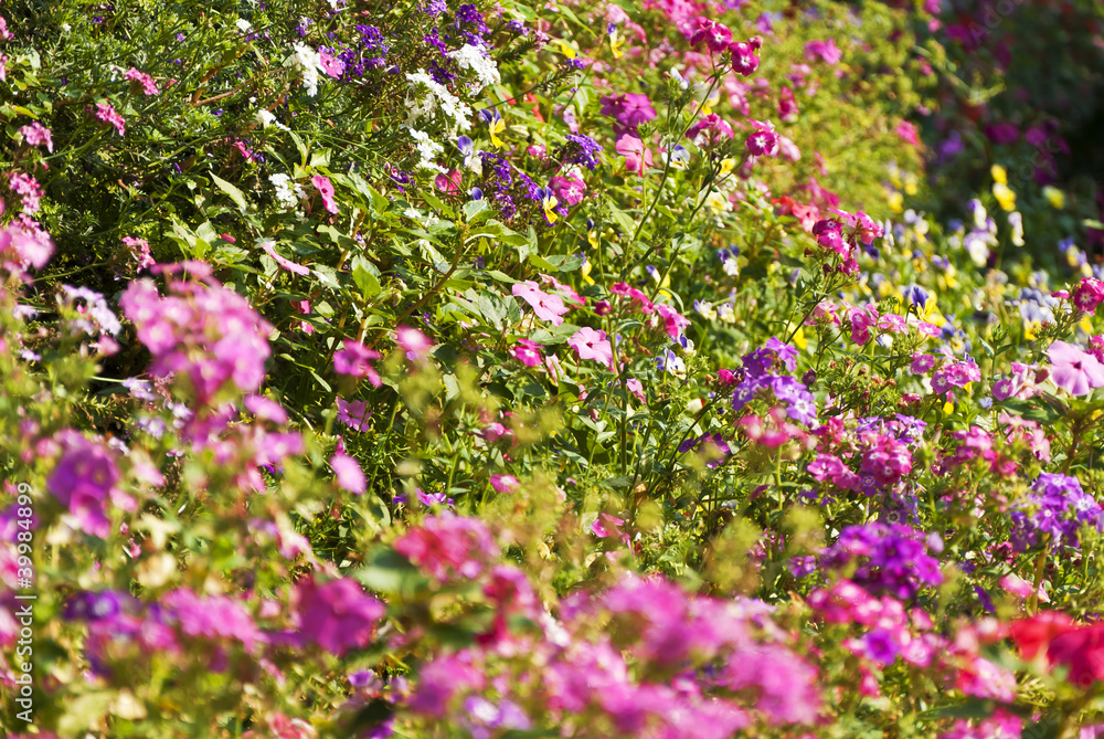 Flowers Flowers