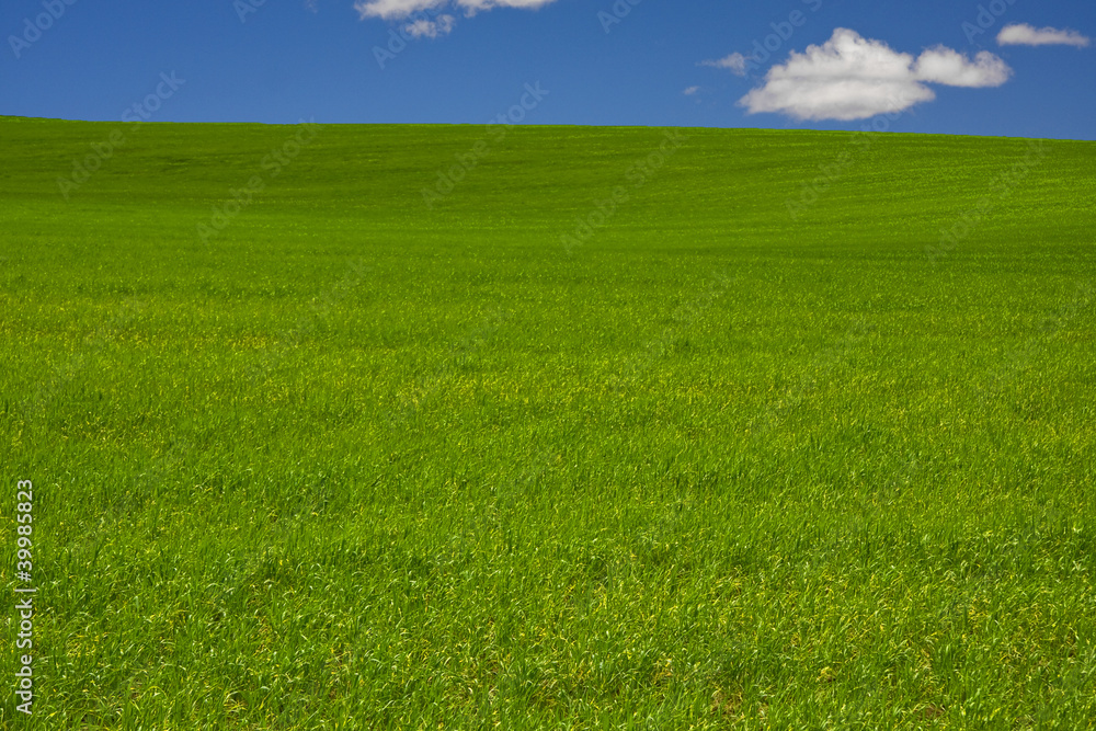 Grassy field Grassy field