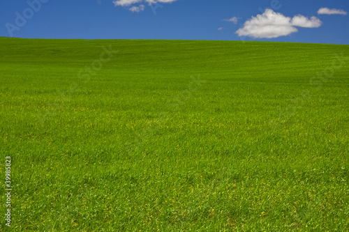 Grassy field