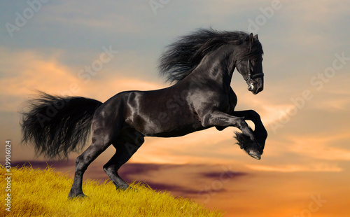 Black Friesian horse gallops in sunset #39986824
