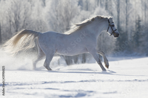 White Welsh horse running in winter