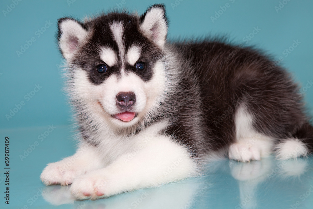 Obraz premium puppy a dog husky