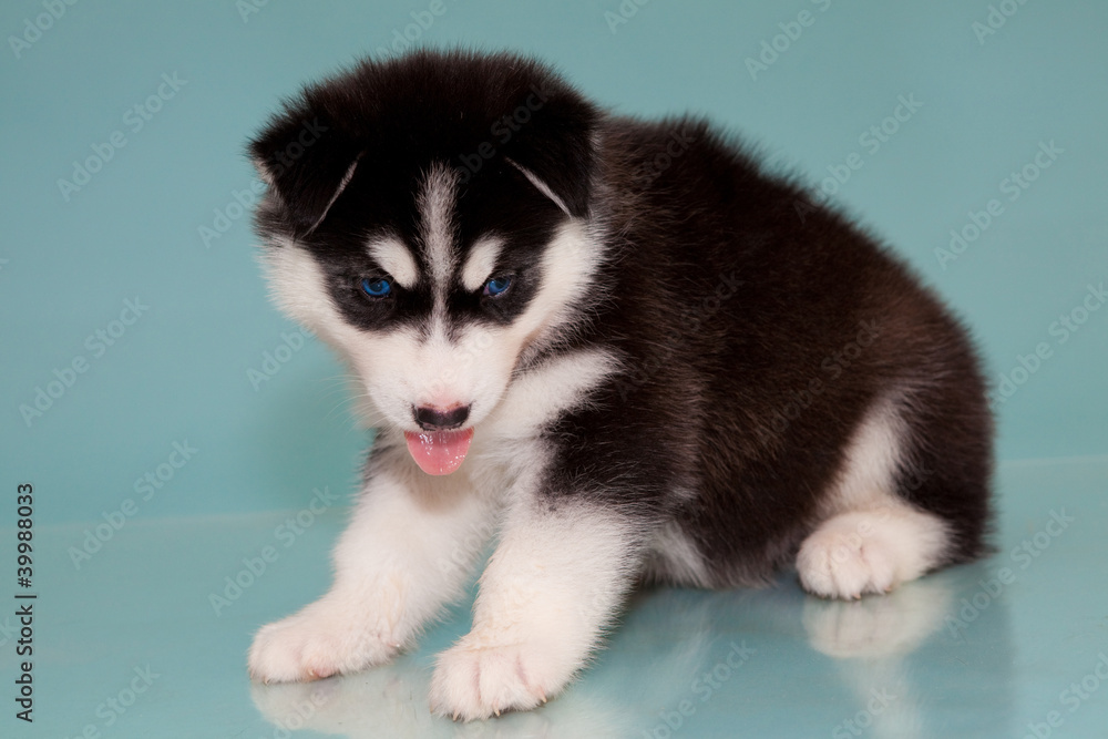 puppy a dog husky