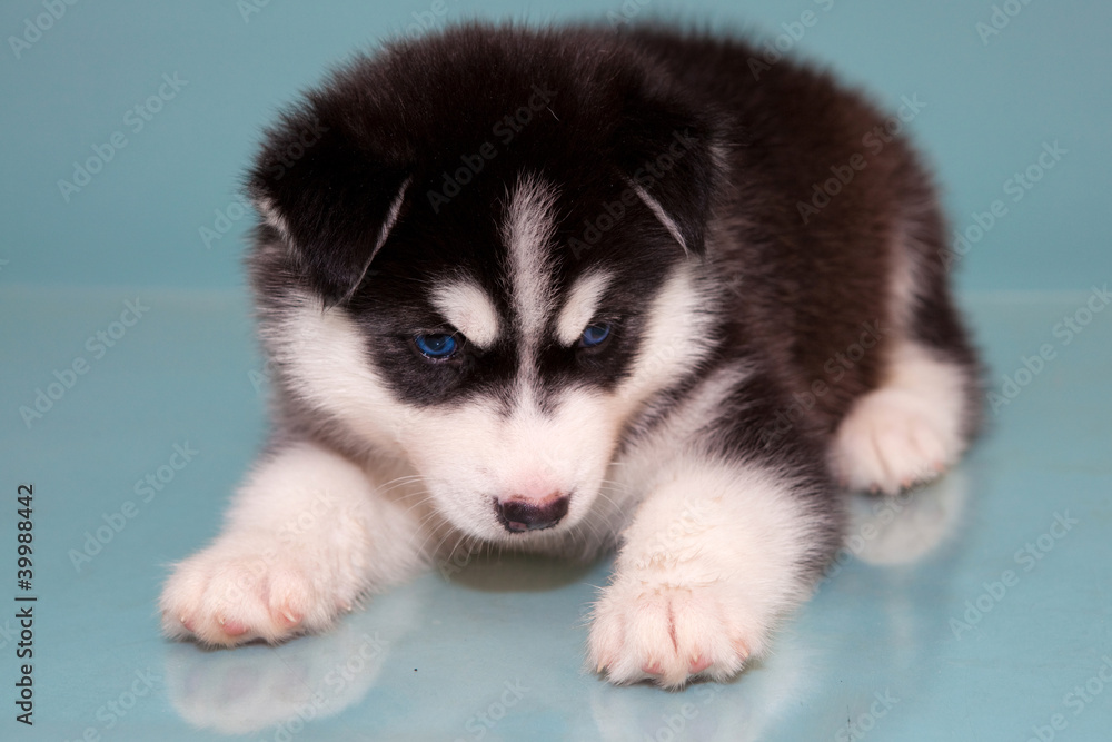 Obraz premium puppy a dog husky