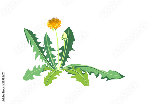 Flowers dandelions with green leaves
