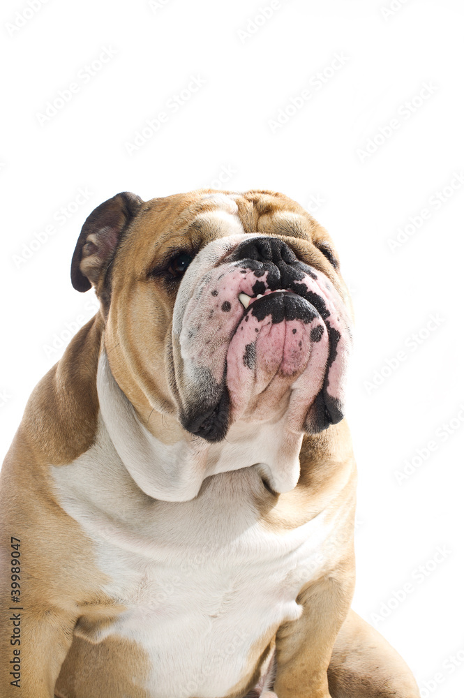 English Bulldog portrait isolated