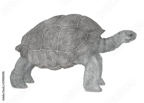 Wallpaper Mural 3d render of geochelone nigra Torontodigital.ca