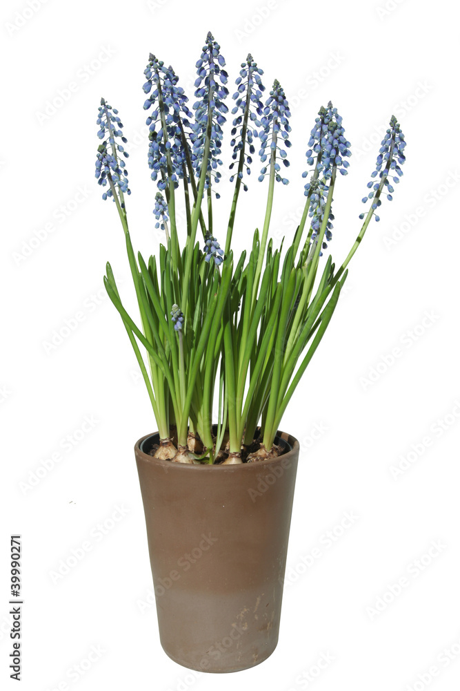 muscaris en pot muscaris en pot