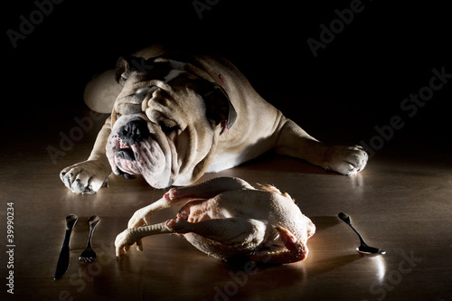 English bulldog with raw chicken photo