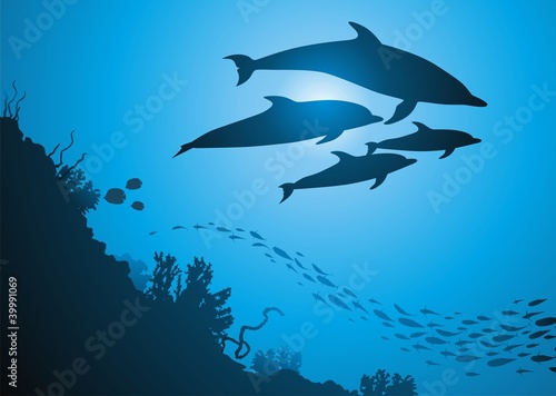 Fototapeta Naklejka Na Ścianę i Meble -  Dolphins