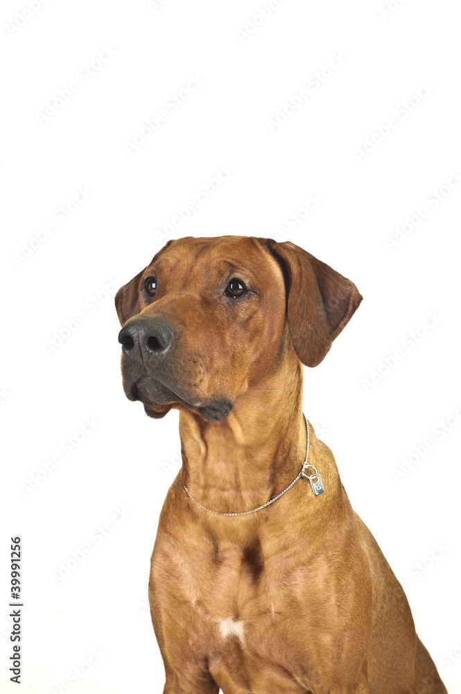 Rhodesian ridgeback dog isolated Rhodesian ridgeback dog isolated