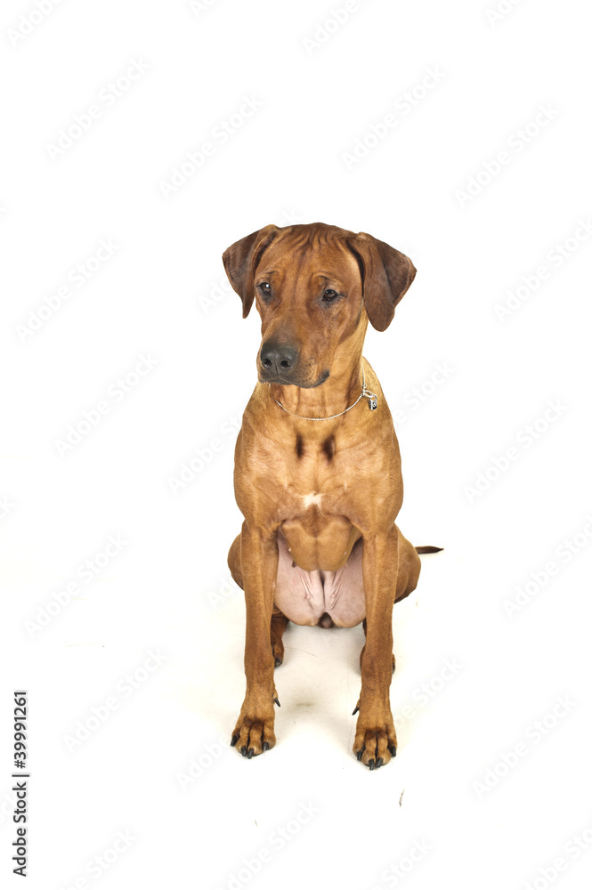 Rhodesian ridgeback dog isolated Rhodesian ridgeback dog isolated