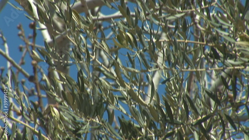 Wallpaper Mural olive tree Torontodigital.ca