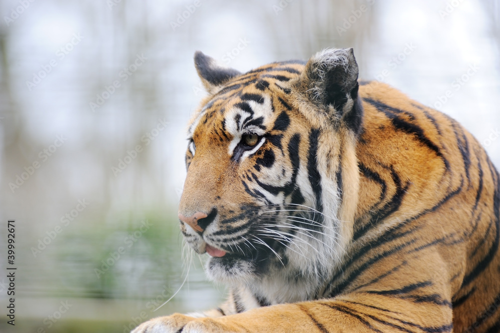 Obraz premium Tiger resting tongue out