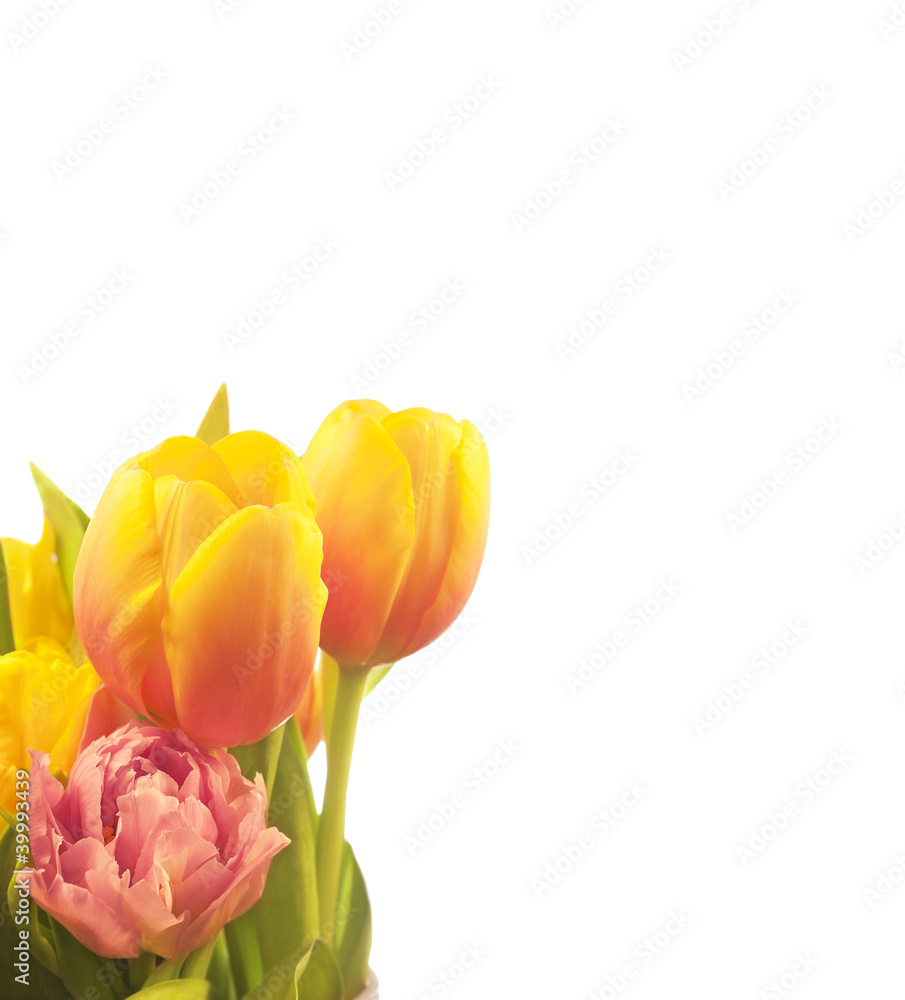 Bouquet of tulips isolated on white with blank space for text Bouquet of tulips isolated on white with blank space for text