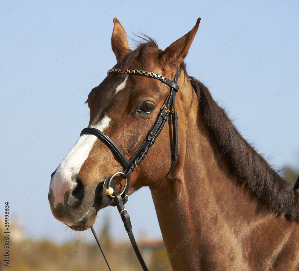 Obraz premium Horse Head