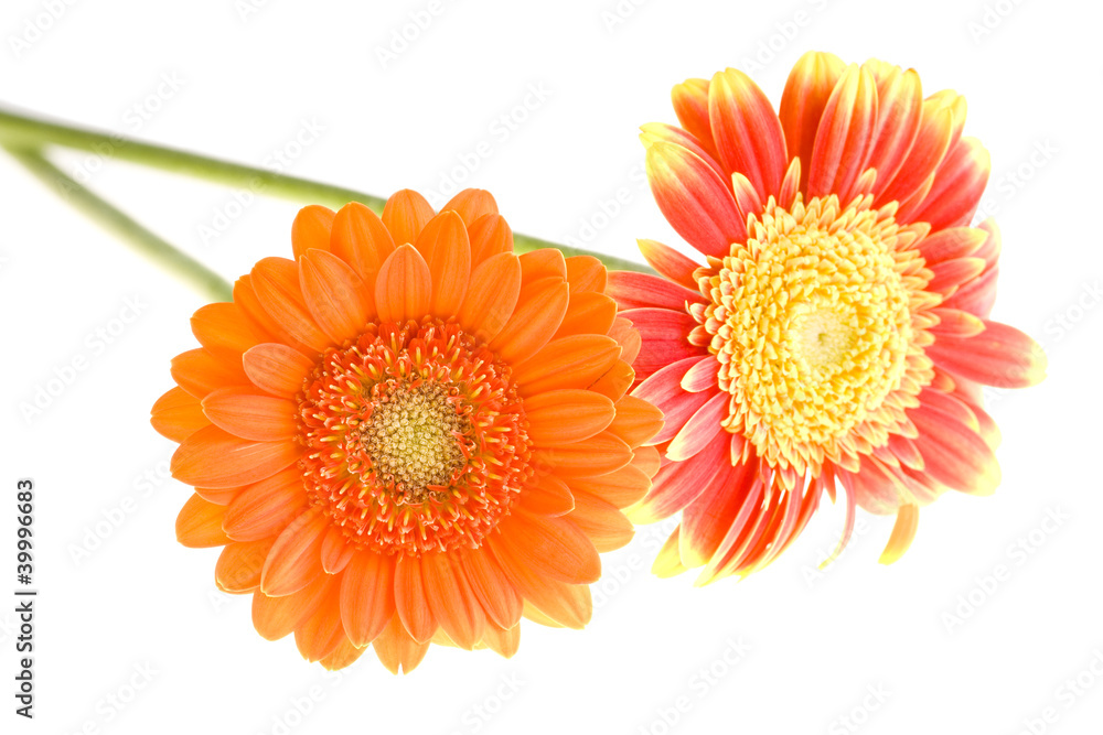 Orange and yellow gerbera daisy family Orange and yellow gerbera daisy family